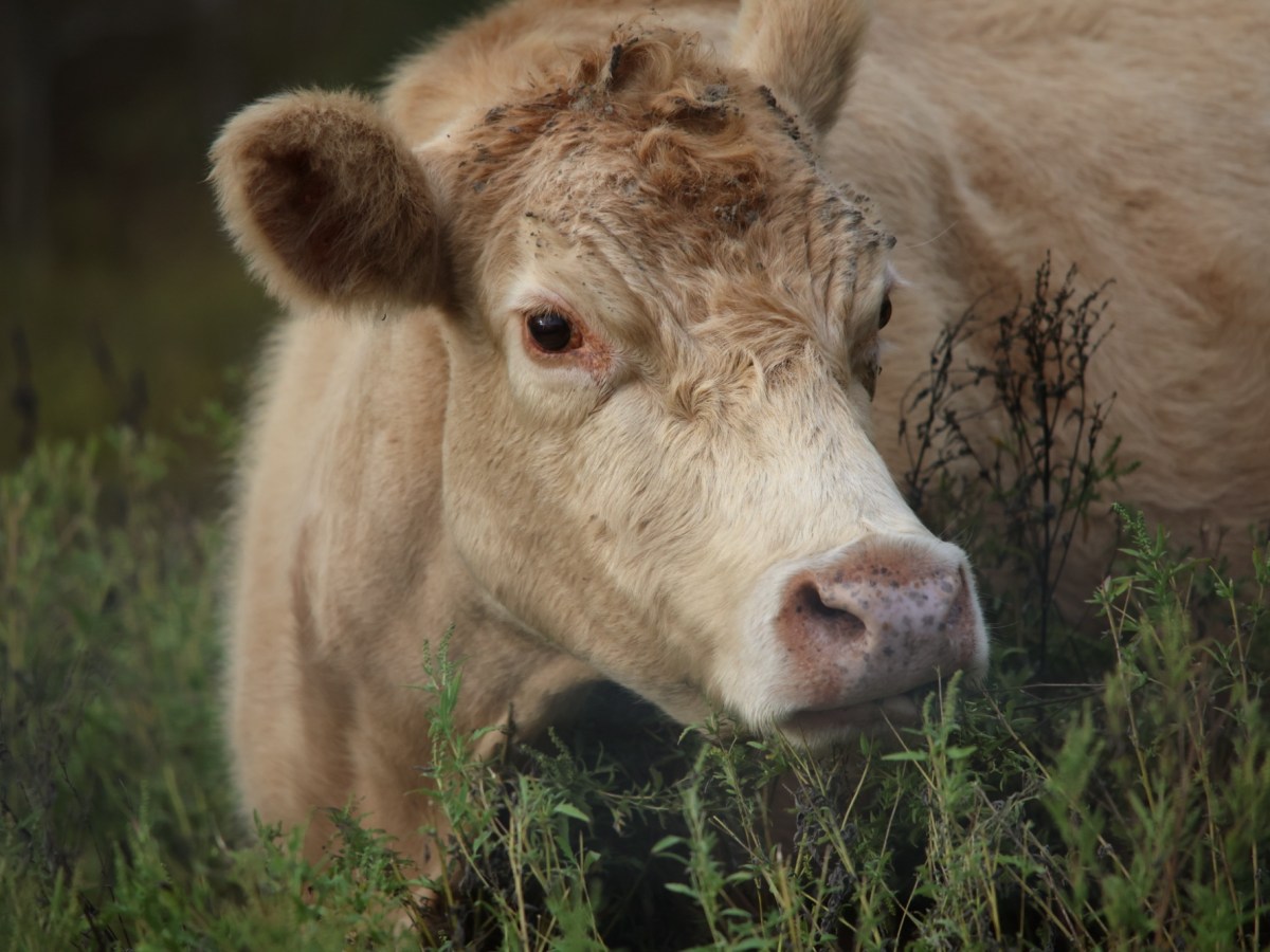 Best and Worst&nbsp;Pets?