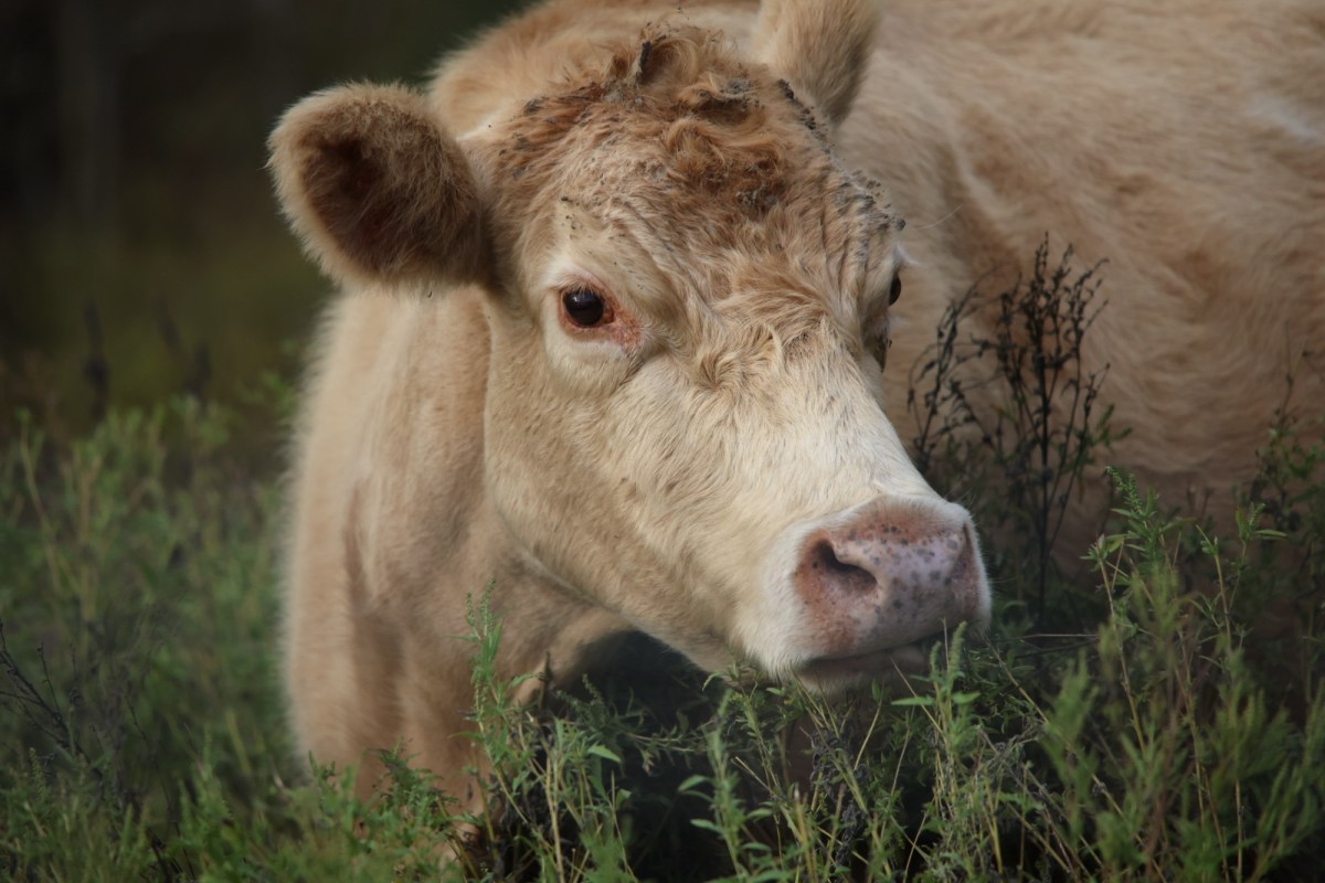 Best and Worst&nbsp;Pets?