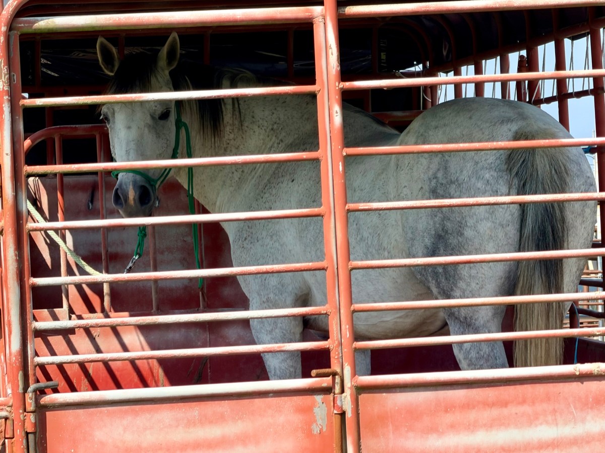 Even when it’s for the best, rehoming an animal is&nbsp;hard