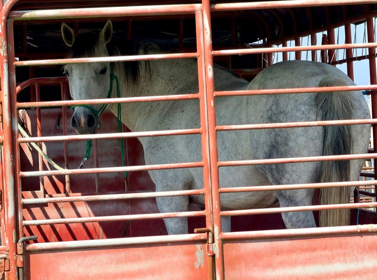 Even when it’s for the best, rehoming an animal is&nbsp;hard