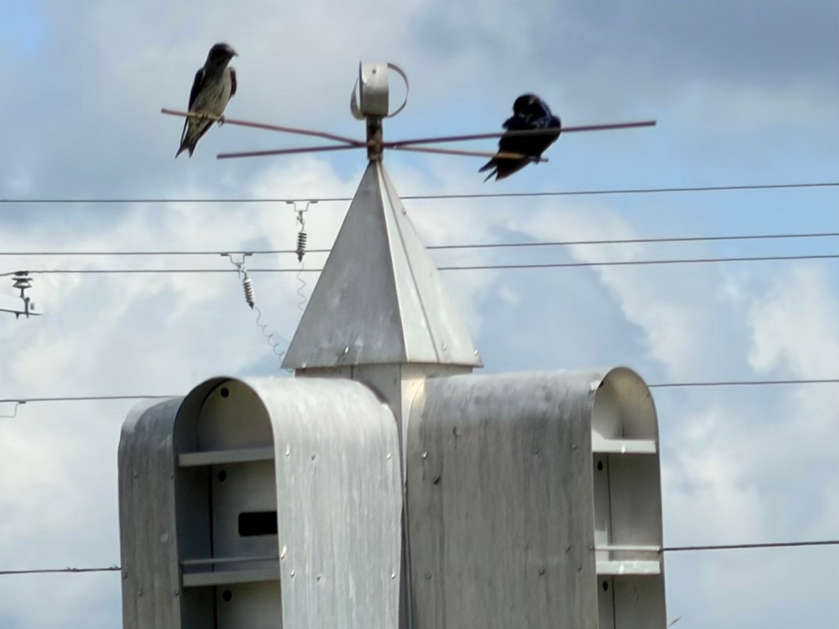 Purple Martin Mania