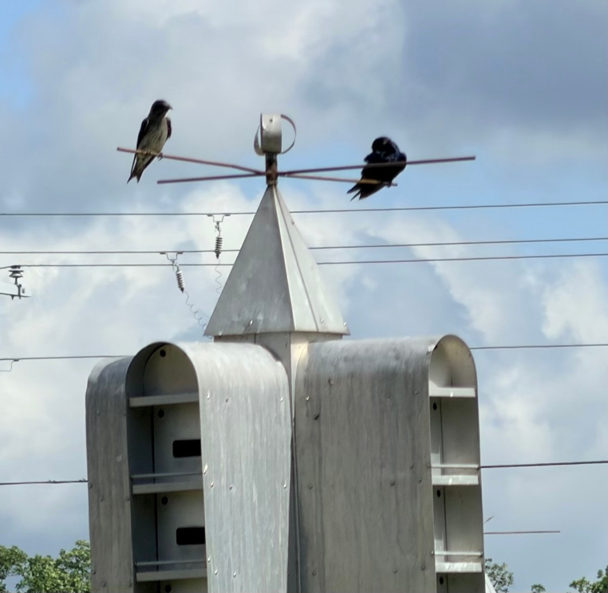Purple Martin Mania