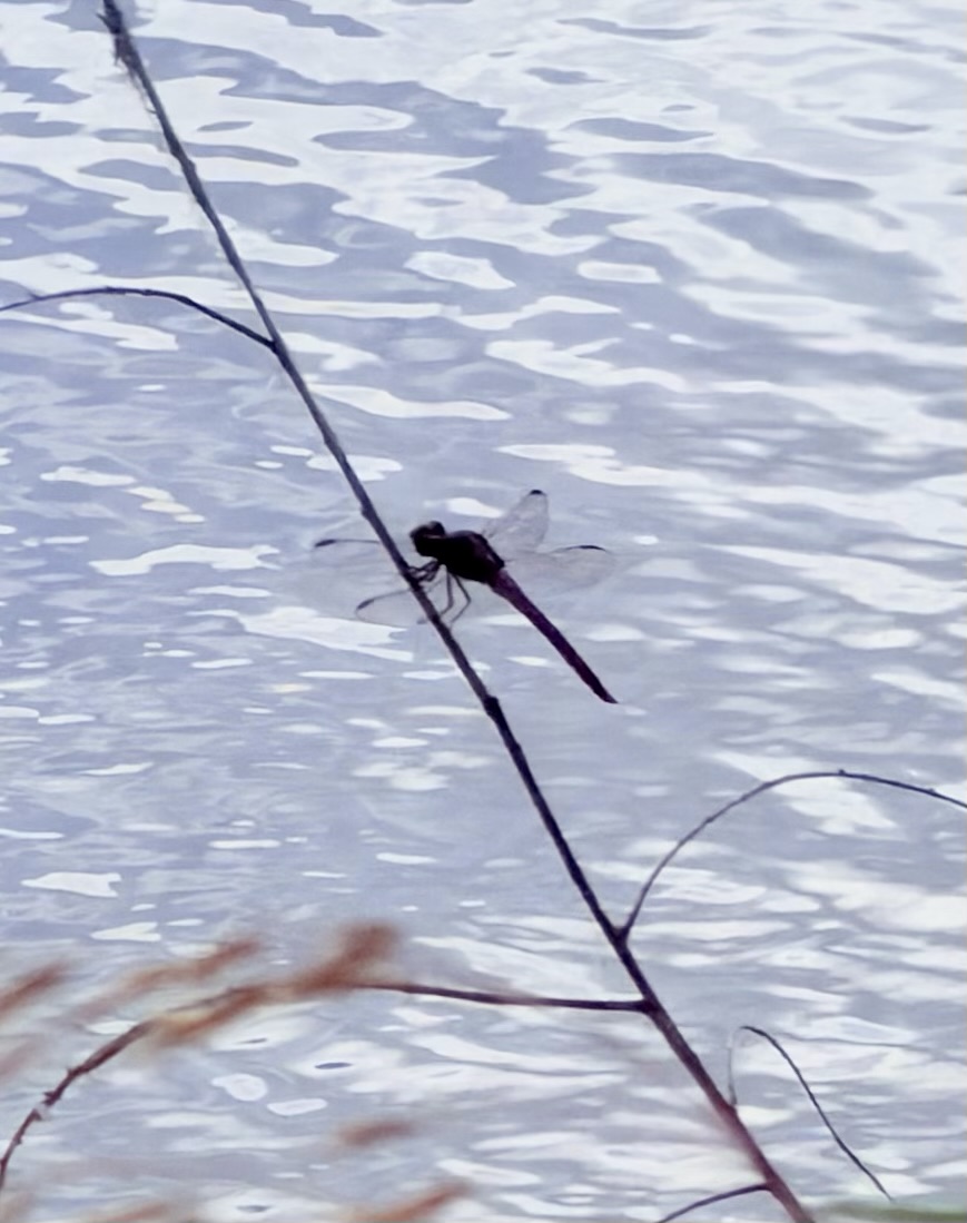 It’s dragonfly season