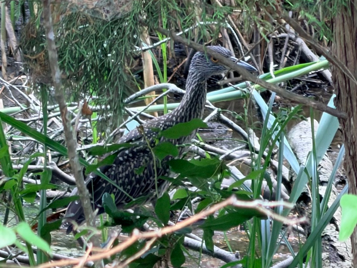 I found the birds, at&nbsp;last!