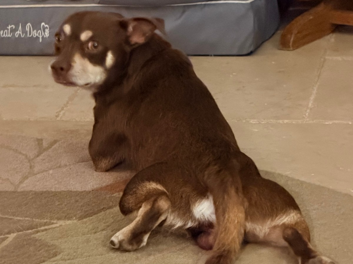We just had to keep the&nbsp;dog
