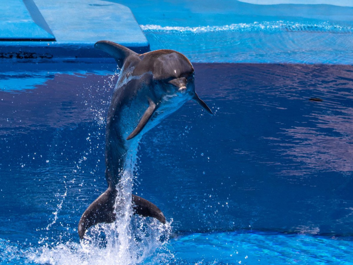 I’d rather be a dolphin than&nbsp;Benito