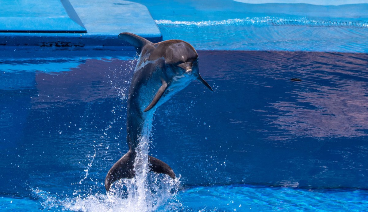 I’d rather be a dolphin than&nbsp;Benito