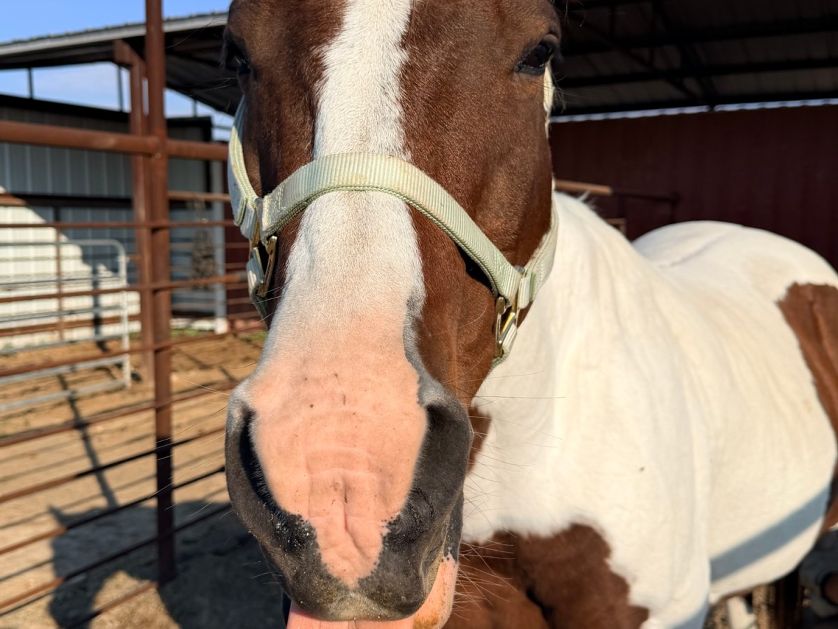 A quick hey…hay