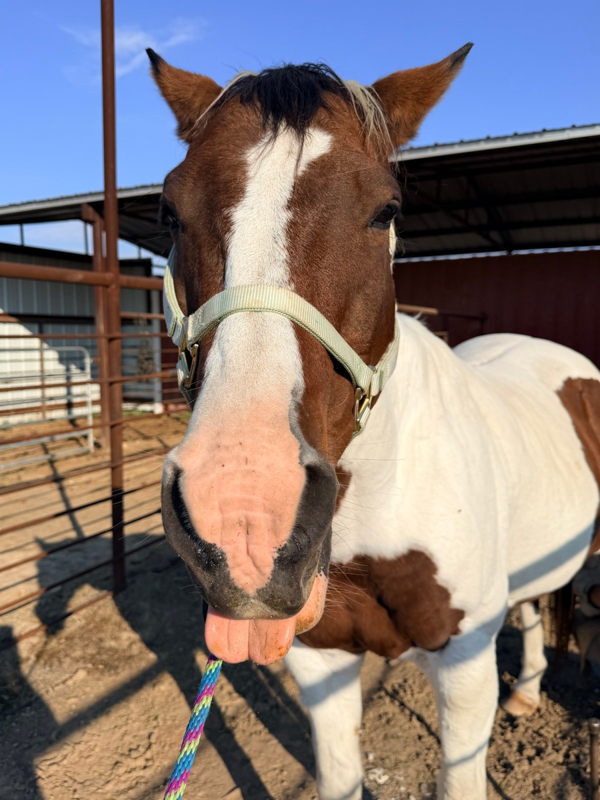 A quick hey…hay